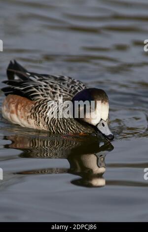 Chiloe Wigeon (Mareca sibilatrix) interagiert auf einem Teich bei Slimbridge in Gloucestershire, Großbritannien Stockfoto