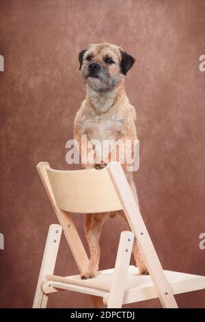 Gehorsamer Hund der Rasse Border Terrier steht auf seinen Hinterbeinen in einem Stuhl und erfüllt den Befehl des Besitzers Stockfoto