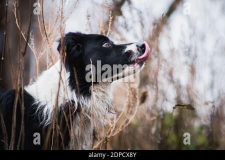 Schäferhund Rasse Border Collie, schwarz und weiß, warten auf ein Leckerbissen vom Besitzer, lecken seine Lippen Stockfoto