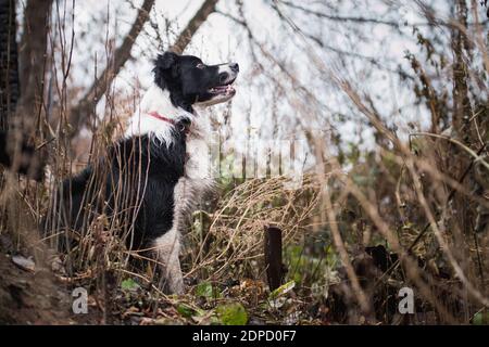 Schwarz und weiß Grenze Collie Hund sitzt im Wald Neben den Überresten von Gebäuden menschliche Hände Stockfoto