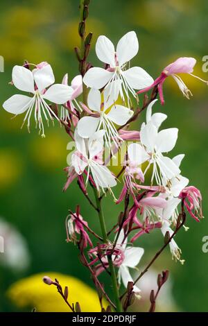 Gaura lindheimeri 'Wirbelnde Schmetterlinge' Nahaufnahme Blume grünen Hintergrund Stockfoto