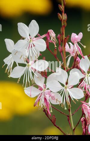 Gaura lindheimeri „wirbelnde Schmetterlinge“ Gaura Flower Oenothera Stockfoto