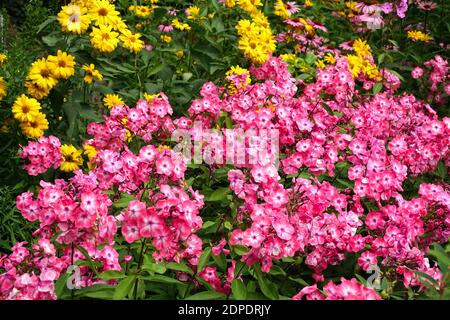 Rosa Phlox paniculata Sommer Grenze Heliopsis Blumen im Gartenbett Stockfoto