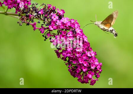 Kolibri Habicht-Motte Schmetterling Macroglossum stellatarum Fütterung Nektaren auf Buddleja Flower Buddleja Royal Red Insekt Proboscis freundliche Insekten Fliegen Stockfoto