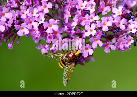 Größte Schwebfliege Hornet Mimic Hoverfly (Volucella zonaria) auf Buddleja Blume Stockfoto