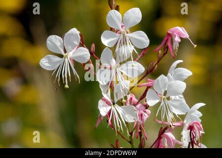 Gaura lindheimeri 'Wirbelnde Schmetterlinge' Blume Weiße Nahaufnahme-Blumen Oenothera lindheimeri Stockfoto