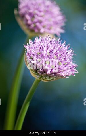 Zwei Allium-Blüten auf blauem Hintergrund Stockfoto
