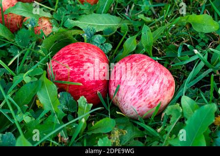 Zwei rote reife Äpfel auf grünem Gras Stockfoto