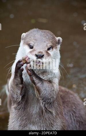 Otter jongliert mit einem kleinen Kieselstein Stockfoto