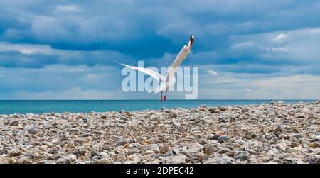 Eine Herringmöwe, die auf dem steinigen Strand von fliegt Lyme Regis Stockfoto