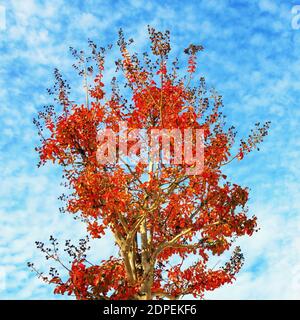 Schöner Herbstbaum mit leuchtend roten Blättern. Crepe Myrte Baum ( Lagerstroemia ) Stockfoto