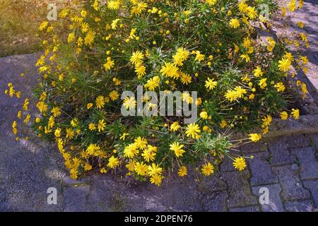 Herbstblumen. . Gelbe Gänseblümchen Blumen (Chrysanthemum coronarium) im Park an sonnigen Herbsttag Stockfoto