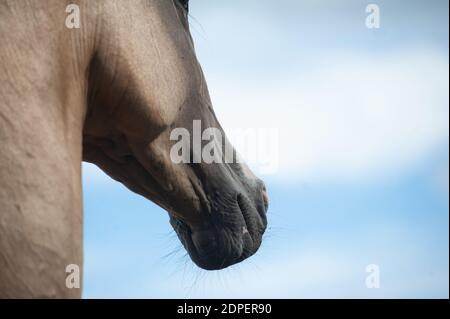 Schönes akhal-teke Pferd aus der Nähe gegen den blauen Himmel Stockfoto