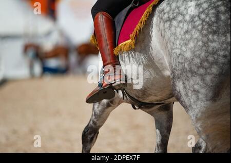 Spanische Reiten Nahaufnahme Details. Ananas graues Pferd aus der Nähe Stockfoto