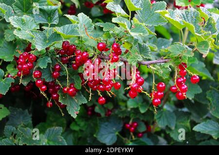 Raceme von reifen roten Johannisbeeren zwischen den Blättern Stockfoto