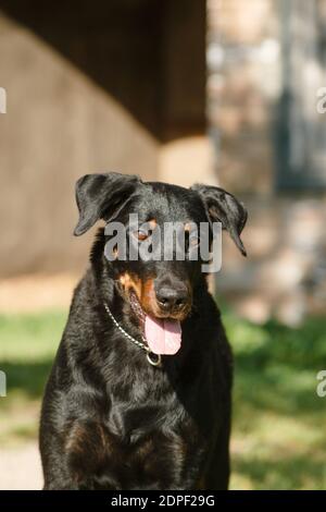 Porträt eines schwarzen Großhundes der Rasse Beauceron (Französischer Schäferhund) auf dem Hintergrund eines alten Hauses Stockfoto