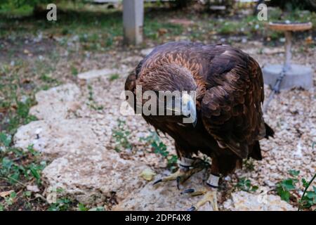 Goldener Adler, Aquila crysaetos, sitzend auf dem Stein, aus der Nähe. Stockfoto