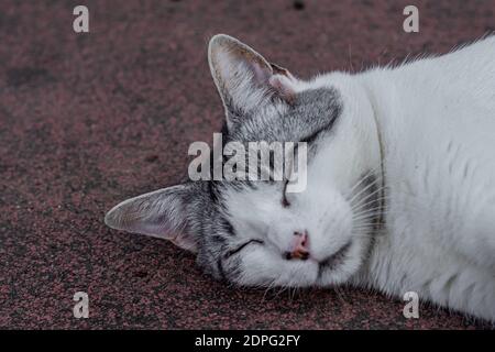 Nahaufnahme der weißen und grauen Katze schlafen Stockfoto