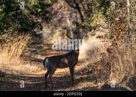 Ein großer Rüde Weißschwanzhirsch, der in einem Pfad durch einige Wälder in einem Park steht und alertly zur Seite schaut. Stockfoto