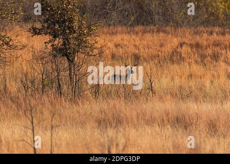 Ein großer Weißschwanz-Hirschbock, der in einem hohen Gras auf einem von Bäumen umgebenen Feld in der warmen Morgensonne steht. Stockfoto