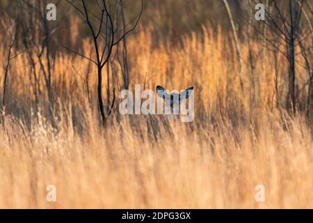 Eine Hirschkuh oder eine weibliche Weißschwanzhirse, die über das große, gelbe Gras auf einem Feld mit ihren großen Ohren spähte, lautete alertly auf, um Geräusche der Gefahr zu hören. Stockfoto