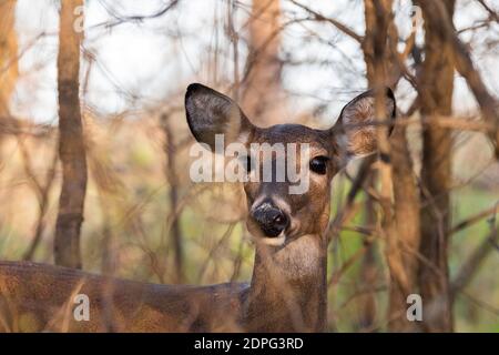 Nahaufnahme einer weiblichen Weißschwanzhirsche, die in einigen Bäumen steht, während sie zuhört und auf Gefahr achtet. Stockfoto