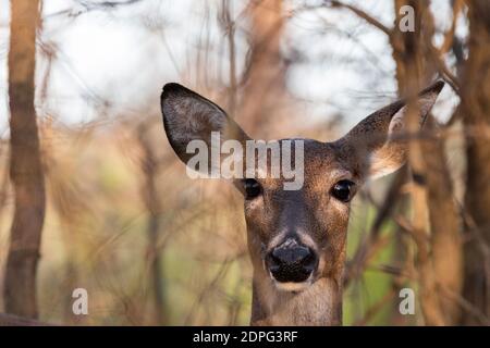 Nahaufnahme des Kopfes eines weiblichen Weißschwanzhirschs stehend In einigen kleinen Bäumen mit ihren Ohren angestrichen als Sie schaut sich immer wieder nach Anzeichen von Gefahr um Stockfoto