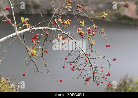 Wildrosen rote Früchte auf Busch in der Natur. Stockfoto