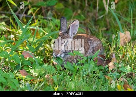 Niedliche kleine Cottontail Hase Kaninchen versteckt in einigen Unkraut und Gras mit einem Blatt im Mund. Stockfoto