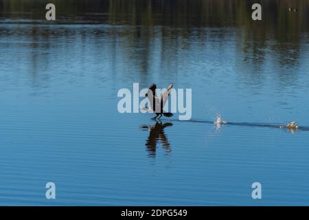 Doppelkappiger Kormoran spritzt und springt dabei über das Wasser Klappen seine Flügel und nimmt Flug Stockfoto