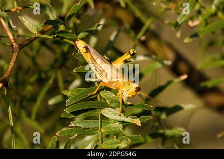 Ein Differential Grasshopper mit seinen Chevron Bein Markierungen Essen die Blätter auf einem Baum Ast an einem Herbstmorgen in Texas. Stockfoto