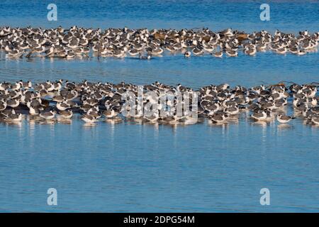 An einem sonnigen Morgen versammelten sich zwei große Scharen lachender Möwen auf dem flachen Wasser auf einigen Sandbänken in einem See. Stockfoto