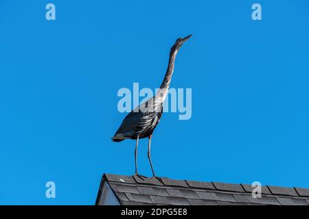 Great Blue Heron steht auf dem Dach eines Hauses in einer Wohngegend an einem windigen, sonnigen Morgen. Stockfoto