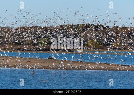 Eine große Schar lachender Möwen füllt den Himmel, als sie fliegen über eine Sandbank in der Mitte eines Sees an einem Herbstmorgen. Stockfoto