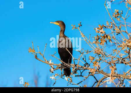 Kormoran mit Doppelcrestbeet und Blick zur Seite, während Sie an einem sonnigen Morgen in einer Eiche sitzen. Stockfoto