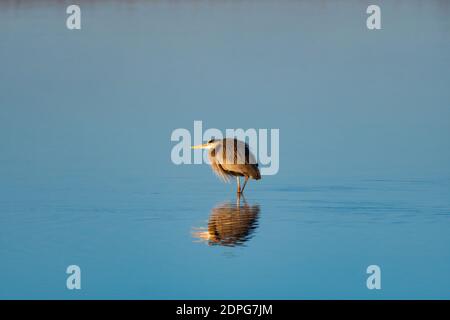 Ein großer Blaureiher mit seinem Hals an seinem Körper für Wärme versteckt, während er über seine Reflexion in etwas glattem Wasser in einem See auf einem kühlen, Herbst m wat Stockfoto