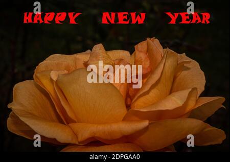 Nahaufnahme der bunten Rose mit Happy New Year Schriftzug Stockfoto