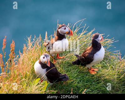 Porträtansicht von Papageitauchern mit orangefarbenen Schnäbeln bei Sonnenuntergang. Westfjorde, Island. Stockfoto