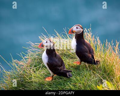 Porträtansicht von Papageitauchern mit orangefarbenen Schnäbeln bei Sonnenuntergang. Westfjorde, Island. Stockfoto