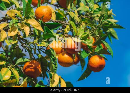 Nahaufnahme von reifen, saftigen Mandarinenorangen auf einem Baum Stockfoto