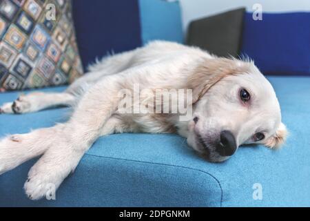 Ein gelber labrador Retriever lag zu Hause auf dem Bett. Hunderasse Golden Retriever. Haustiere. Stockfoto