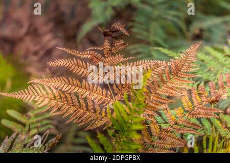 Detail eines braunen Farns in einem Bergwald an einem Herbstmorgen. Unscharfer Hintergrund, Textur. Stockfoto