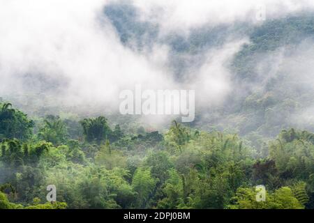 Nebelwald im Nebel und Nebel, Mindo, Ecuador. Stockfoto