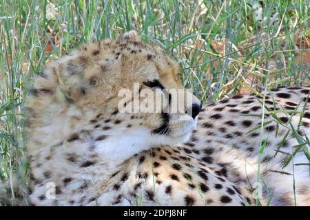 Ein träge, wilder Gepard (Acinonyx jubatus) im Okonjima Reserve, Otjozondjupa Region, Namibia Stockfoto