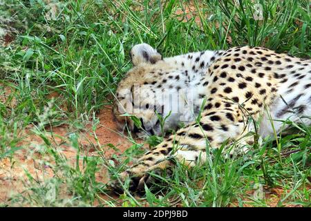 Ein träge, wilder Gepard (Acinonyx jubatus) im Okonjima Reserve, Otjozondjupa Region, Namibia Stockfoto