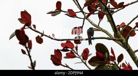 Blass mandibled Aracari (Pteroglossus erythropygius) in Mindo, Ecuador. Stockfoto