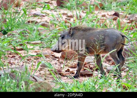 Südlicher Warthog (Phacochoerus africanus) in der Regenzeit im Okonjima Reserve, Otjozondjupa Region, Namibia. Stockfoto