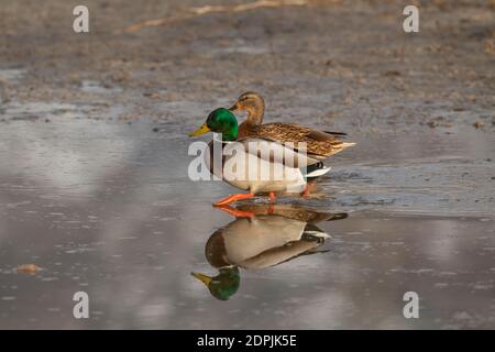 Mallardische Männer und Frauen beim Wandern, Great Salt Lake, Utah Stockfoto