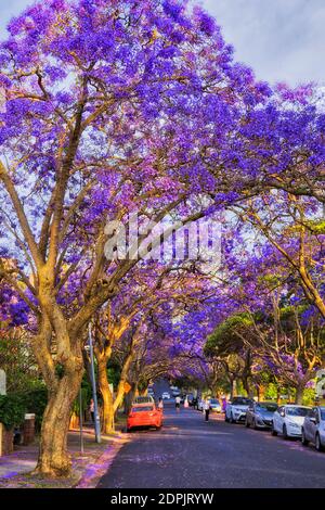 Blühende Jacaranda Bäume in wohlhabenden Wohnvorort Kirribilli von Sydney Stadt, Australien. Stockfoto