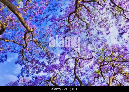 Violett blühende Jacaranda-Bäume in Australien Sydney gegen sonnenbeschienenen blauen Himmel in der Sprintzeit Bloom Saison. Stockfoto